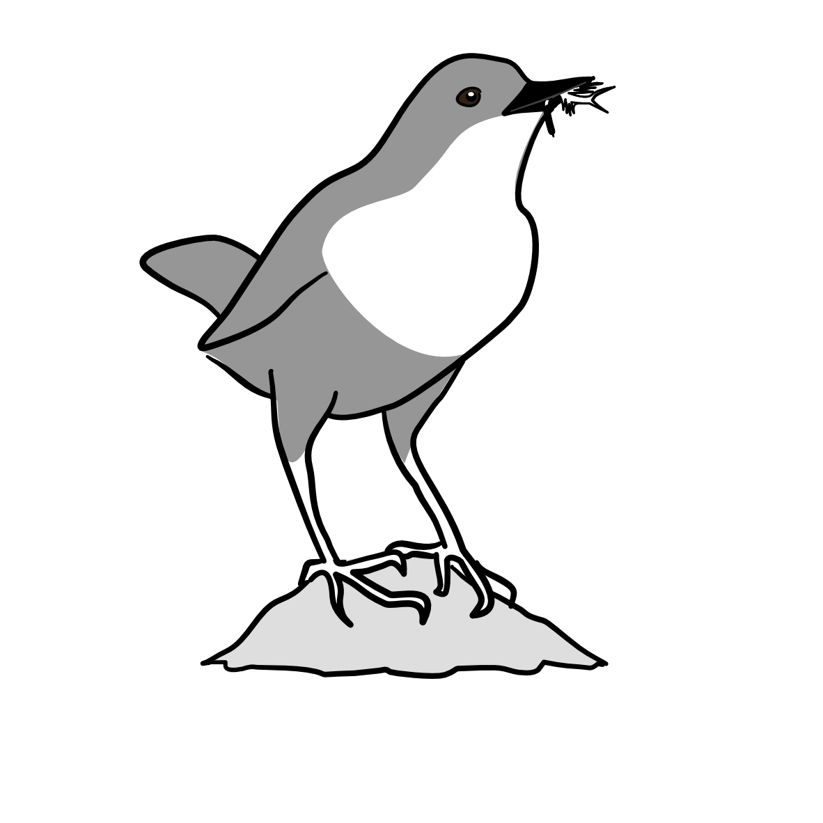 Cinclopedia