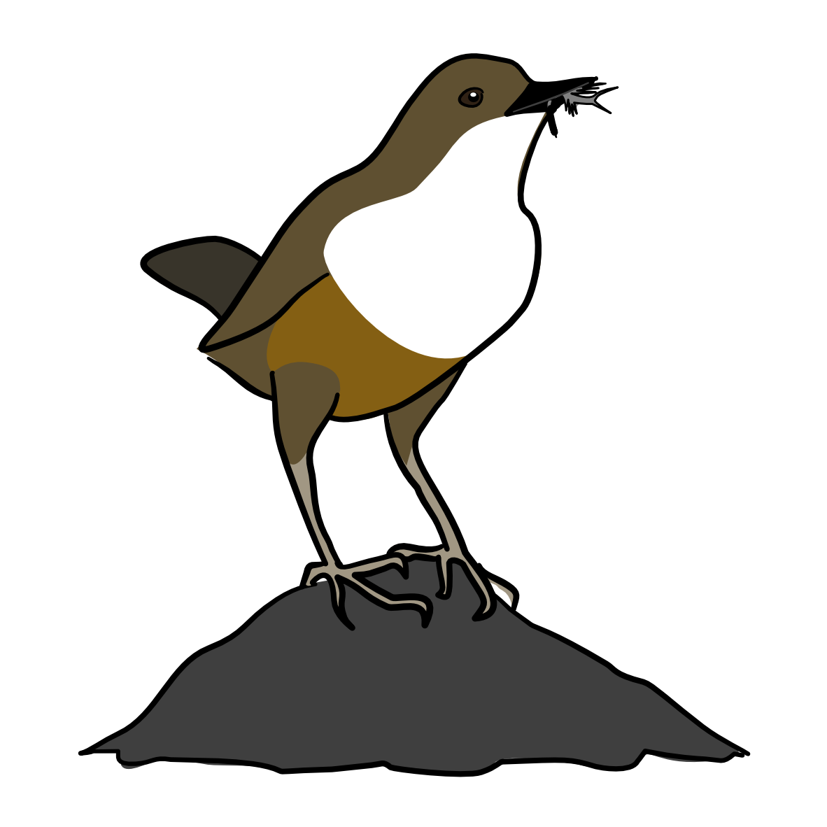 Cinclopedia